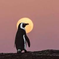 Boulders Beach Lodge